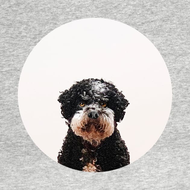 Buster the Havanese Dog by Vin Zzep